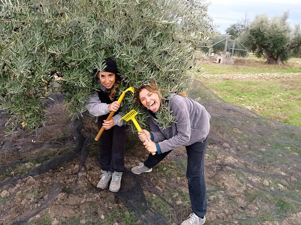 Clau y Helena, cosechando los olivos de la Finca Quevedo