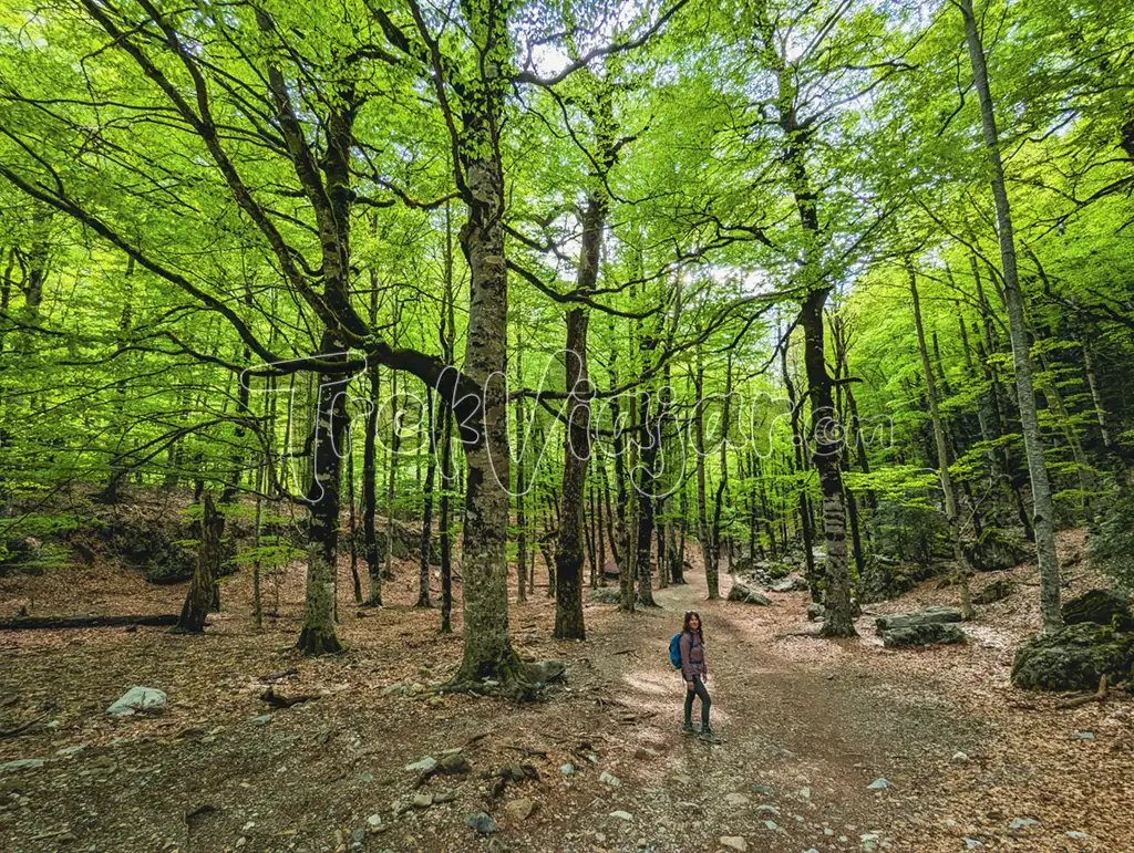 Bosque de hayas en el P.N. Ordesa y Monte Perdido